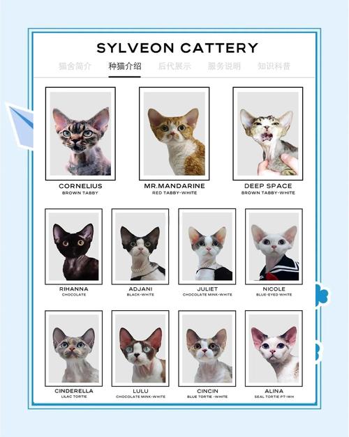 猫研社最新版本分析：动态变化与用户体验的深度探讨