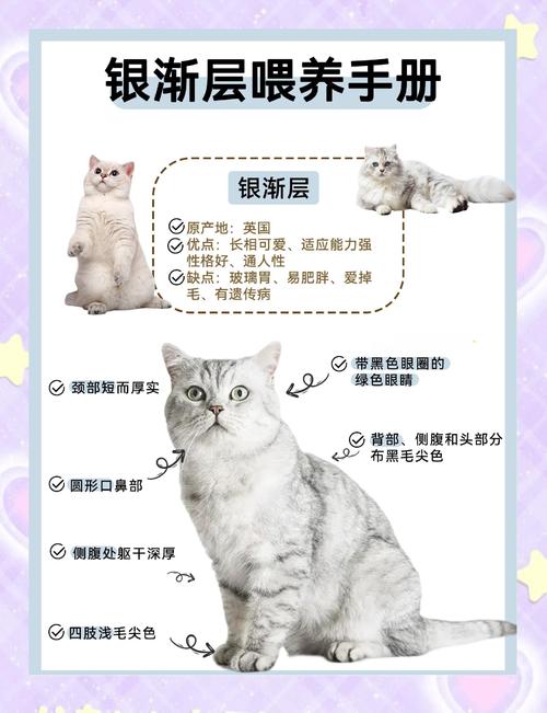 猫研社最新版本分析:动态变化与用户体验的深度探讨