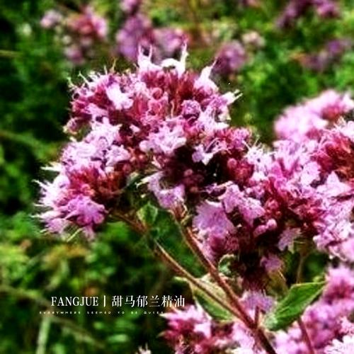 如何有效利用乔甜更新日志:详细教程与实用技巧