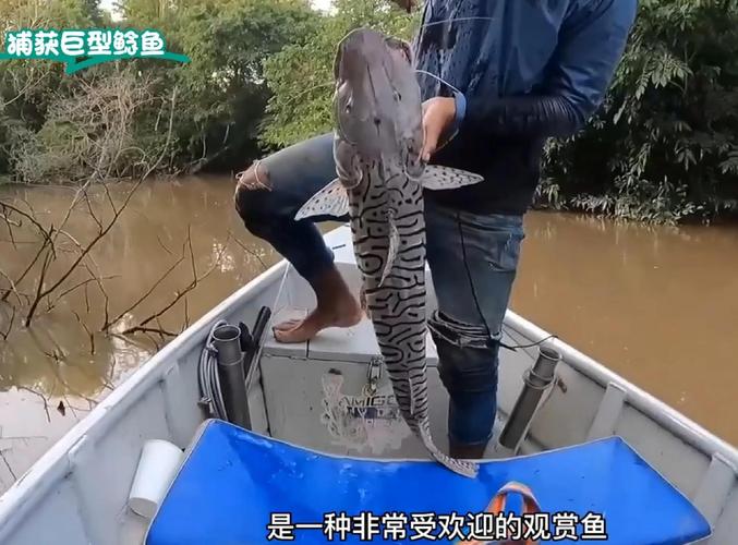 亚马逊鲶鱼更新日志的深度解析:新特性与玩家体验的变革