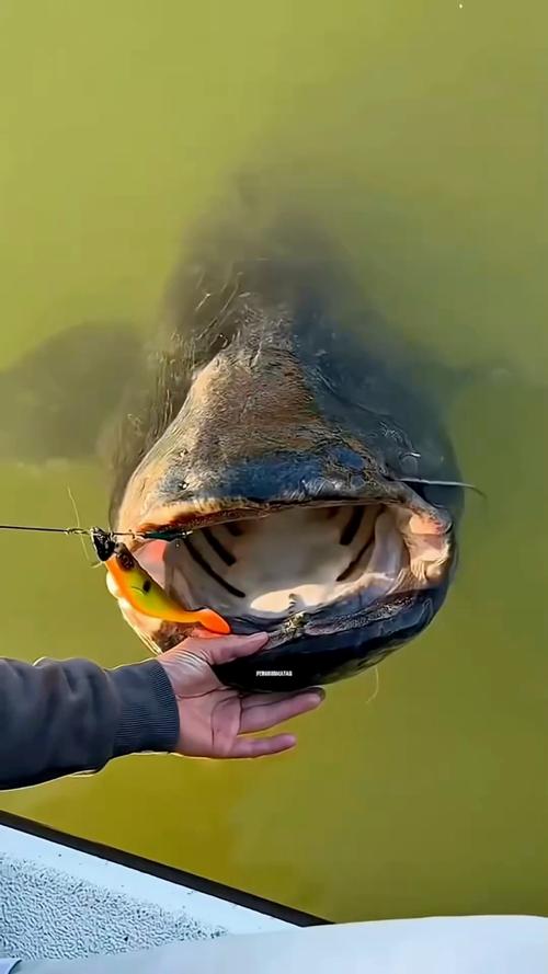 亚马逊鲶鱼下载途径及注意事项深度分析