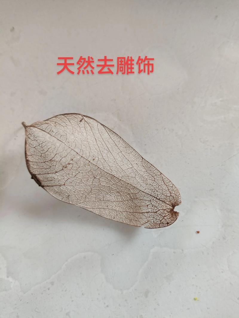 天然去雕饰最新版本的深度分析与应用前景