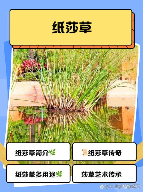 少女莎草纸的下载渠道及其背后的文化分析