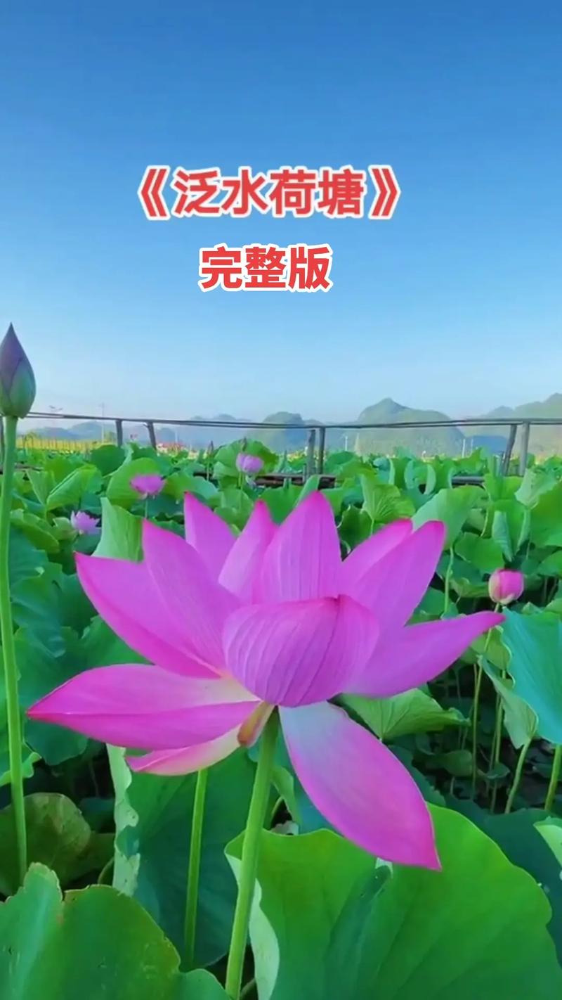 一夏之花最新版本查询及更新教程