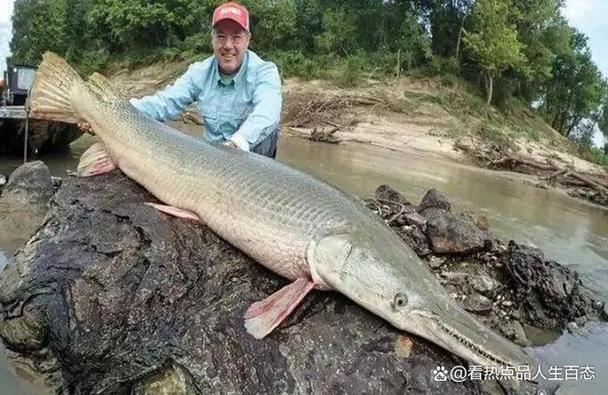 亚马逊鲶鱼官方正式版下载最新版：深度分析与实用建议