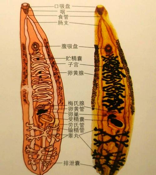 深度解析内部寄生虫游戏官网：创新与挑战交织的绅士游戏新领域