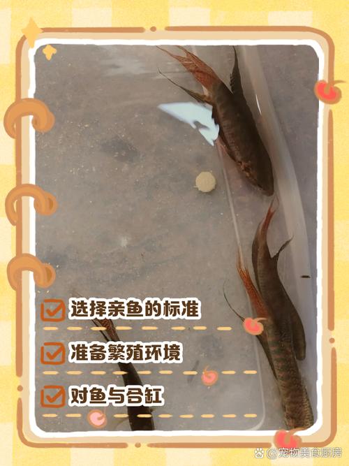 如何高效使用斗鱼溪子官网进行游戏设置和优化