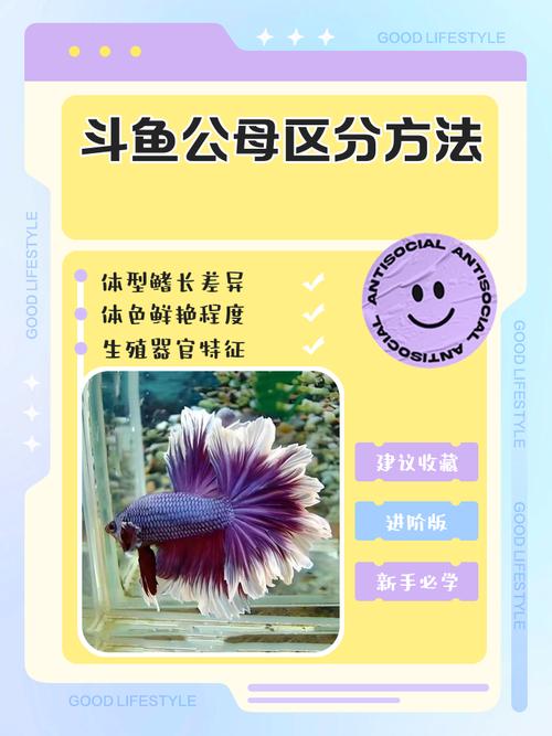 详细教程：斗鱼溪子汉化版下载与安装指南