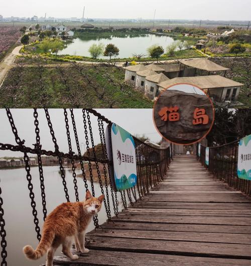 喵喵岛2官方网站：探索绅士游戏的新境界