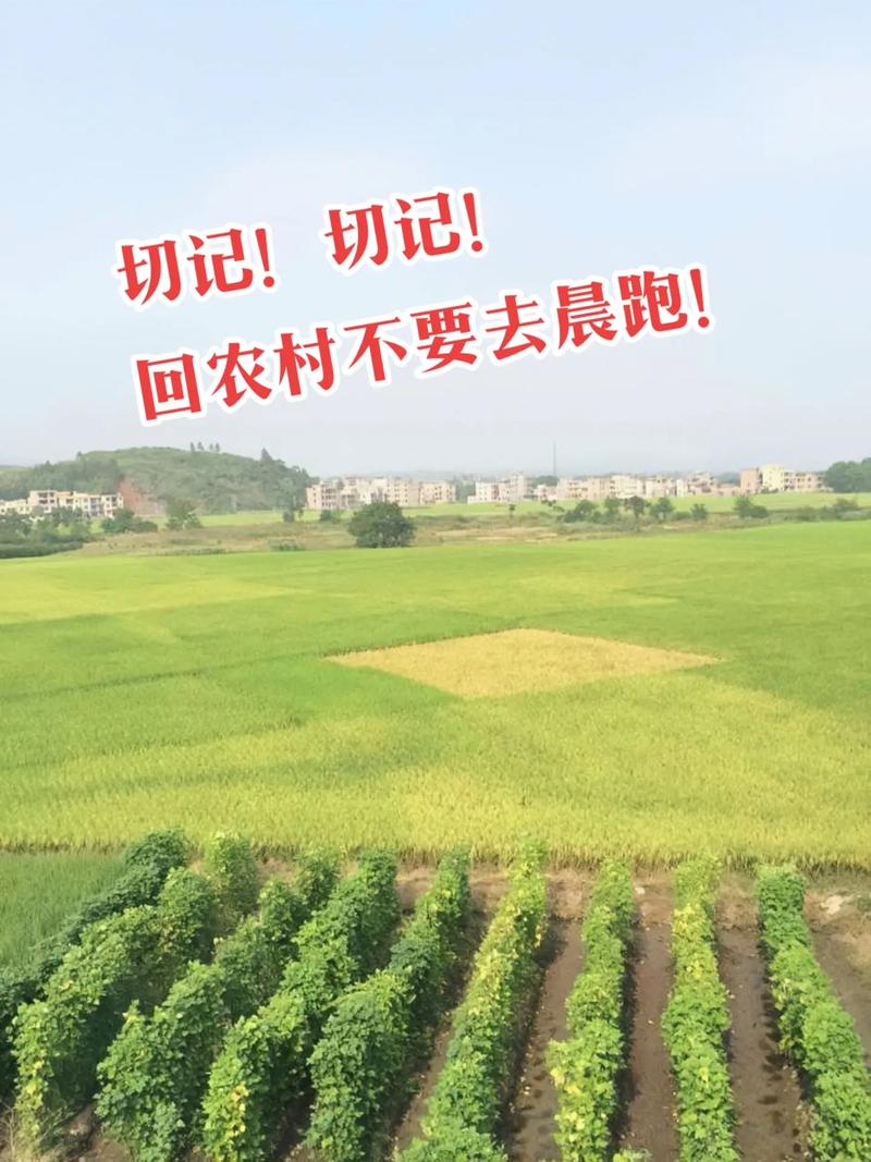 返回农村2最新版本获取与更新指南