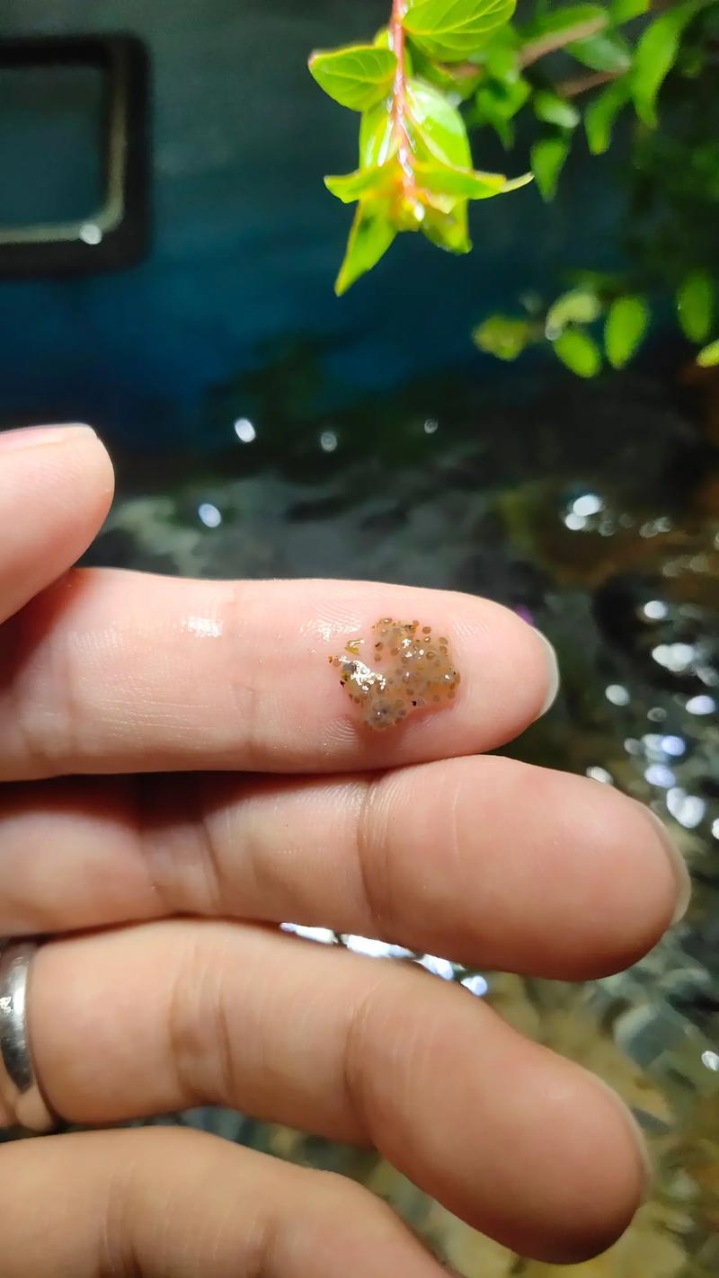 新手必看：世界之卵最新全攻略教程