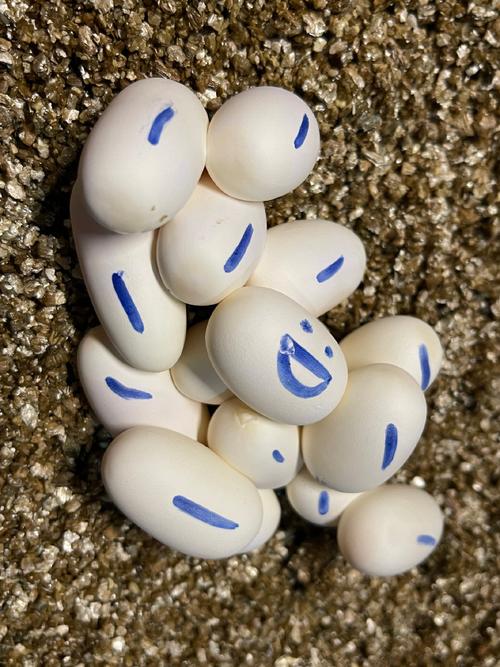 新手必看：世界之卵最新全攻略教程