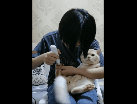 盯档猫 最新：深度解析与市场前景展望