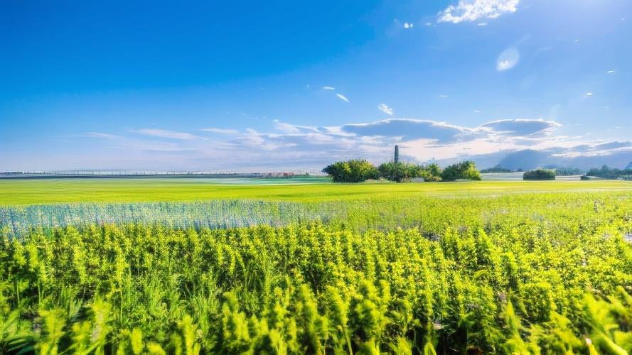 探索宁静草地的魅力：深度游戏攻略与策略分析