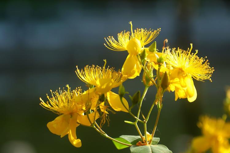 夏日芬芳版本大全：实用教程与操作指南