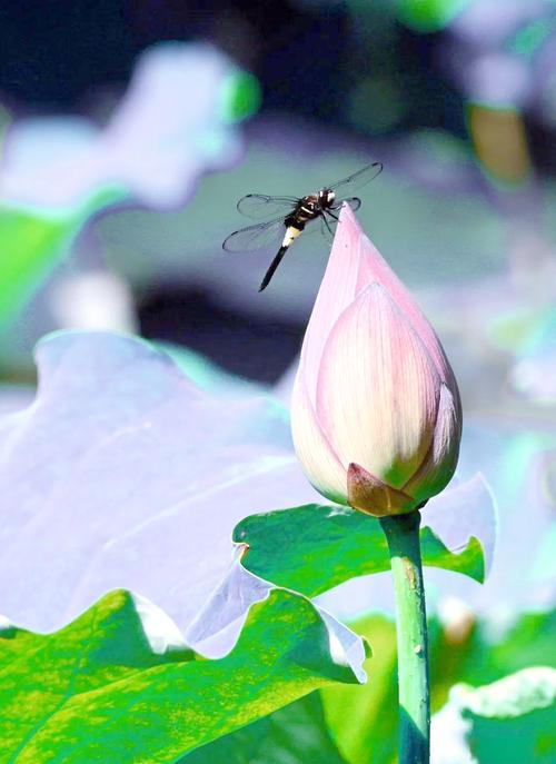 夏日芬芳版本大全：实用教程与操作指南