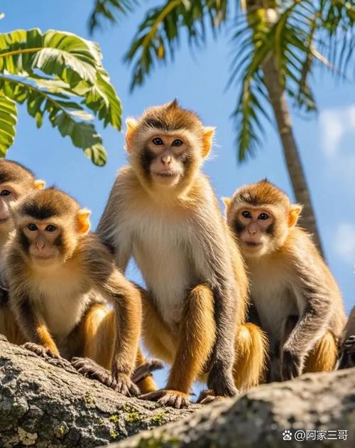 猴子生意更新地址实用教程