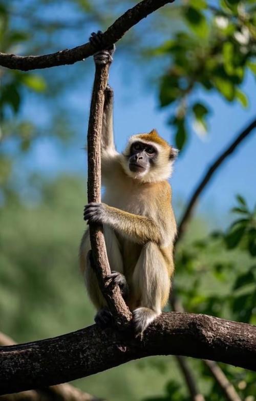 猴子生意更新地址实用教程