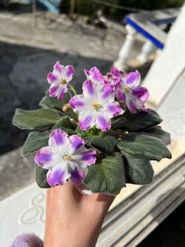 欲望开花官方网站的潜力与市场分析