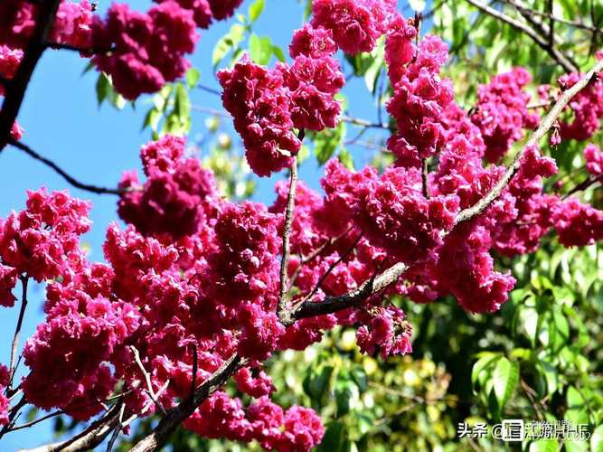如何找到红樱花馆更新地址：详细教程