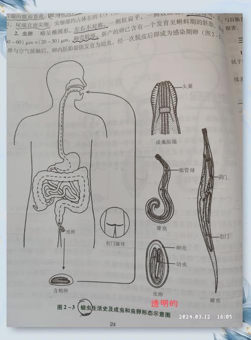 深入探讨：内部寄生虫的下载途径及其影响