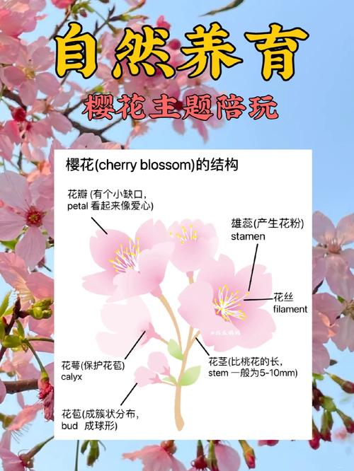 探索红樱花馆下载地址的潜力与影响