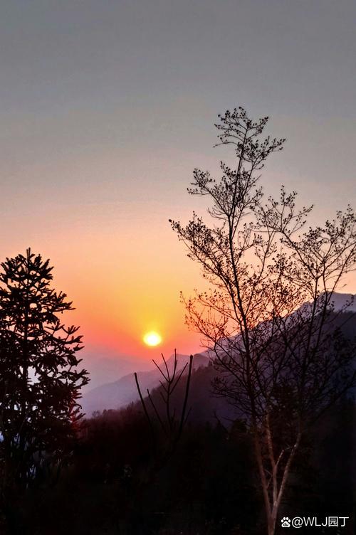 如何查询黎明之秋的最新版本：详细教程