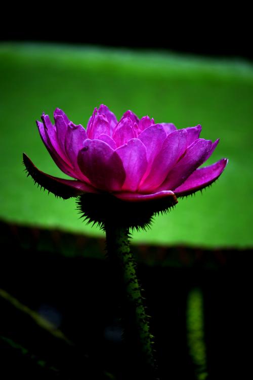 如何找到并下载玉莲之剑更新地址的详细教程