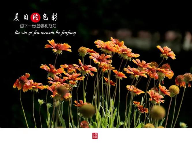 夏日芬芳的下载秘籍：获取与安装的全解析