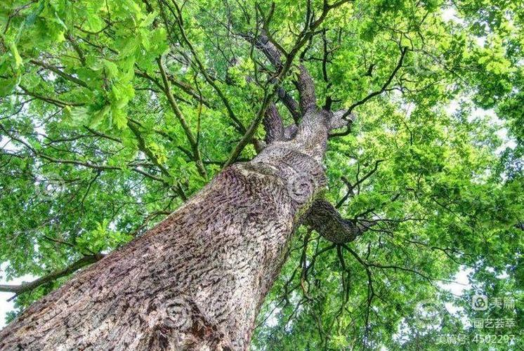 《离群之木的五日后杨过游戏》实用教程：新手指南