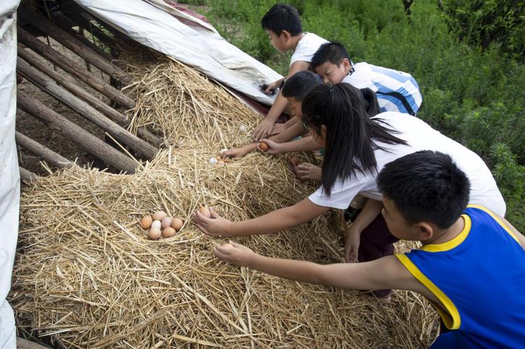乡村生活的快乐暑假最新版本分析及其影响