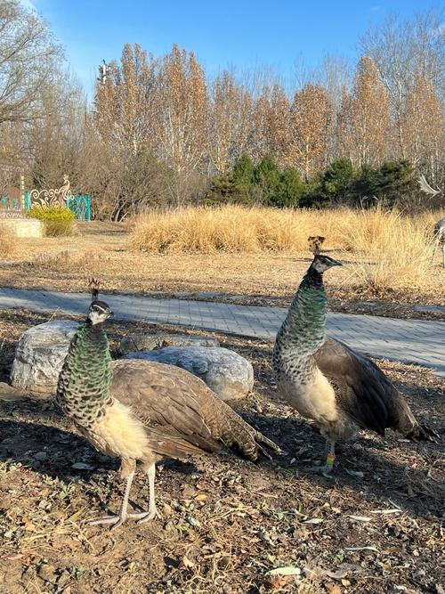 蓝宝石野生动物园最新版本解析：全面分析与未来展望