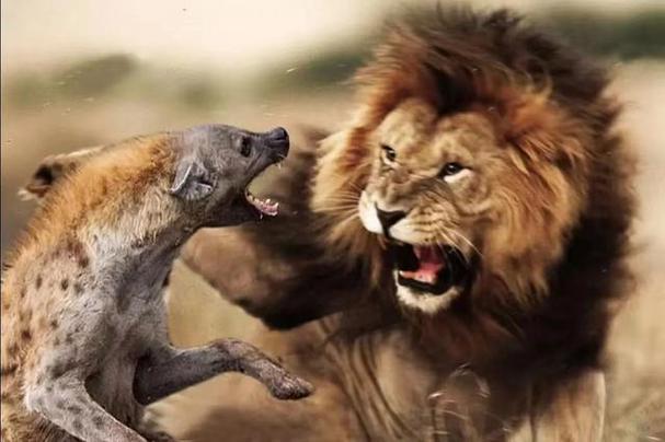 深度解析：阳光下的野兽游戏全景介绍