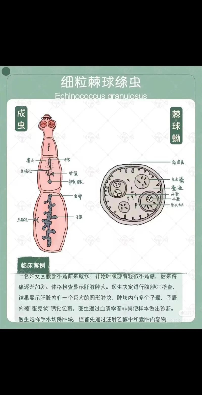内部寄生虫更新地址的深度分析与探讨
