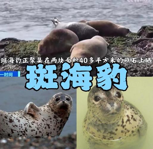 深度解析：海豹社30部合集游戏下载的市场影响与玩家体验