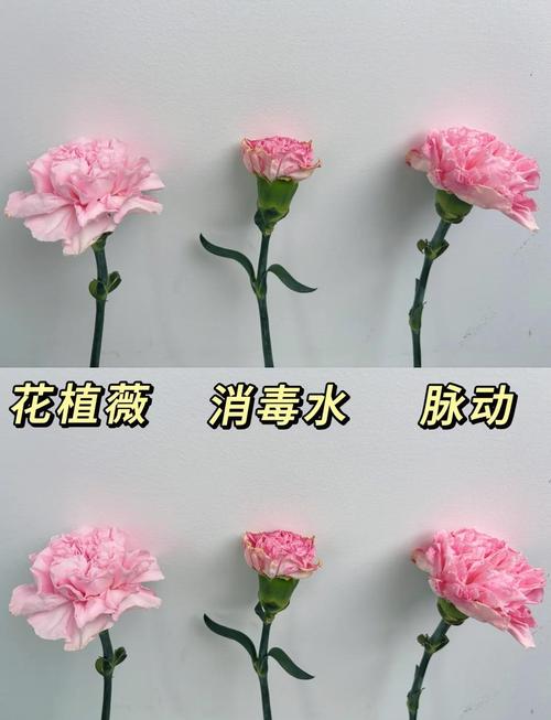 如何高效使用康乃馨俱乐部游戏官网：新手入门教程