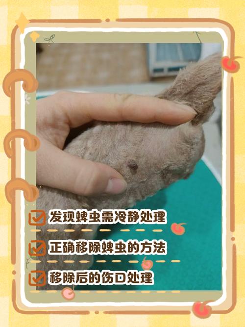 如何获取内部寄生虫最新版本及安装指南