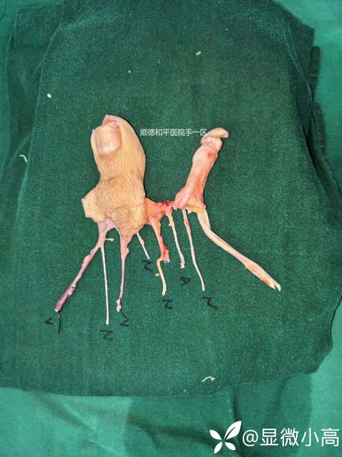 生命体v0.17d下载教程：一步步教你获取这款热门游戏