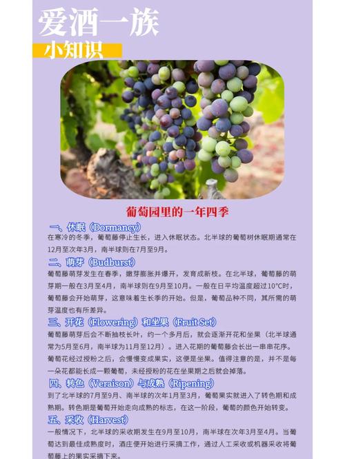 如何获取“葡萄成熟时”的下载地址：详细教程