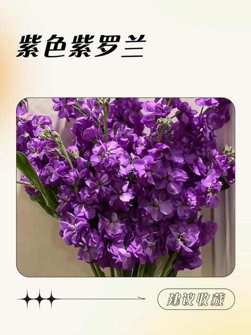 热辣可爱：紫罗兰最新版本使用教程