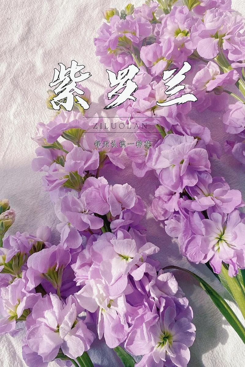 热辣可爱：紫罗兰最新版本使用教程