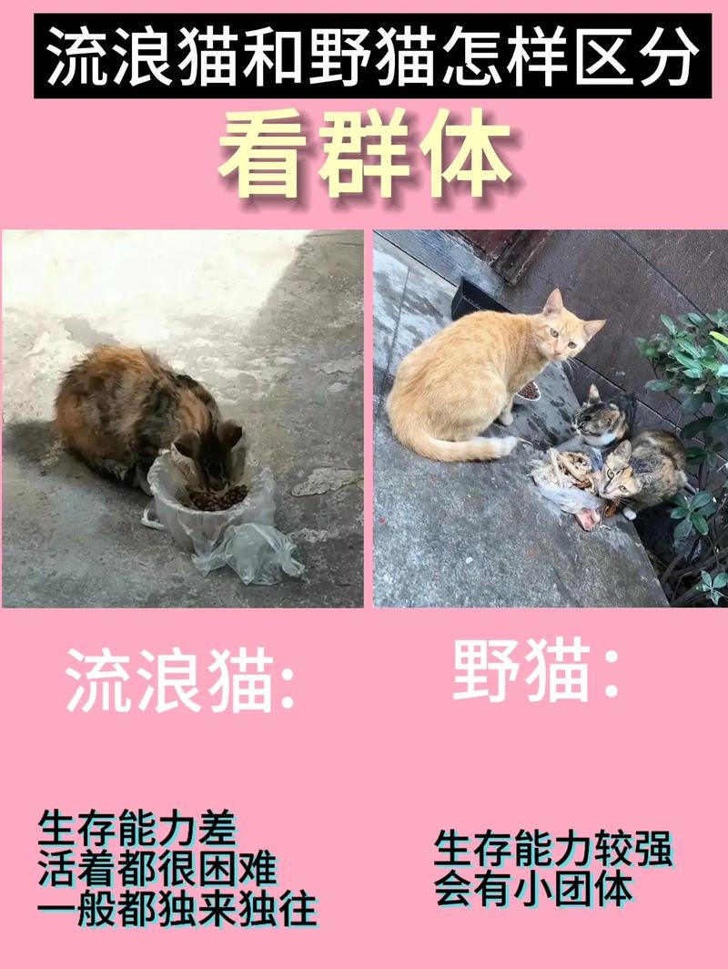 如何查找和更新野猫的最新版本：详细教程