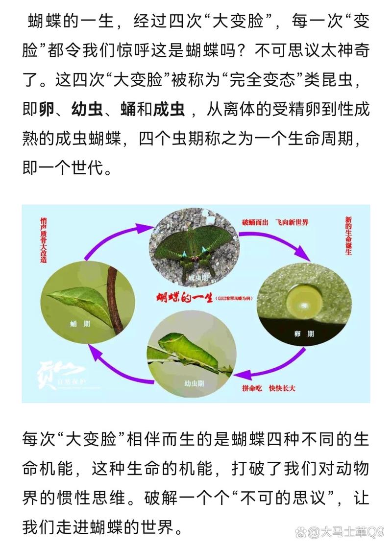 如何查找《世界之卵》最新版本及更新信息的实用指南