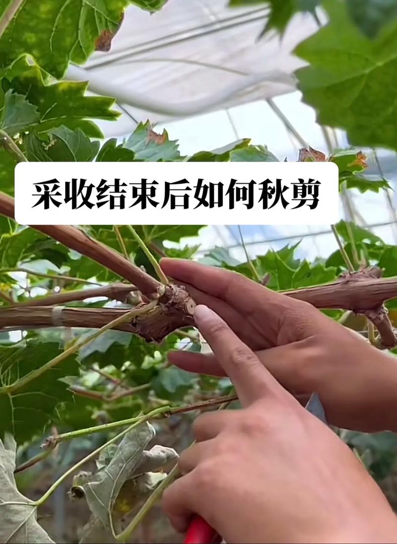 如何在“葡萄成熟时”中获得最佳游戏体验：新手指南