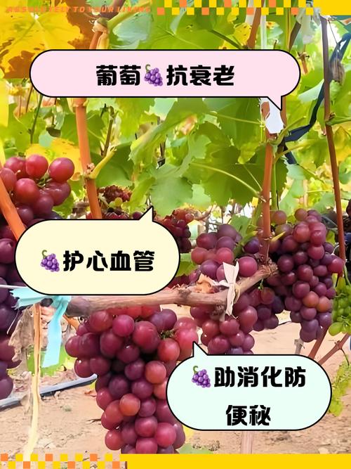 如何有效访问葡萄成熟时官方网站：详细步骤与实用技巧