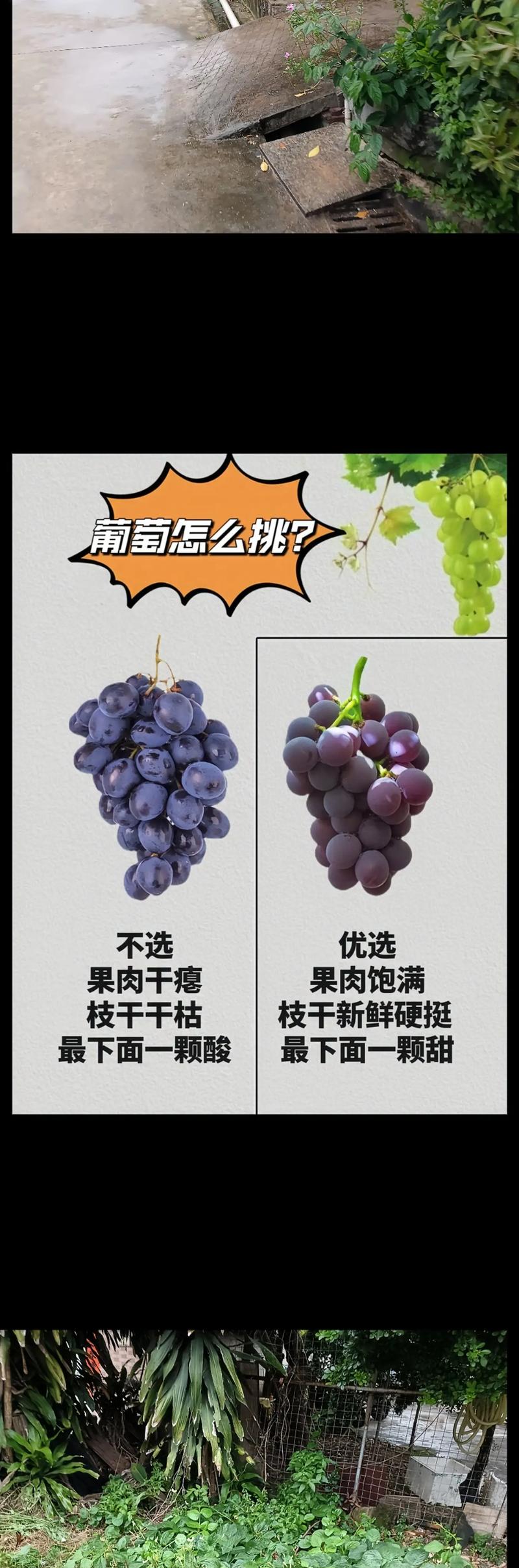 如何有效访问葡萄成熟时官方网站：详细步骤与实用技巧