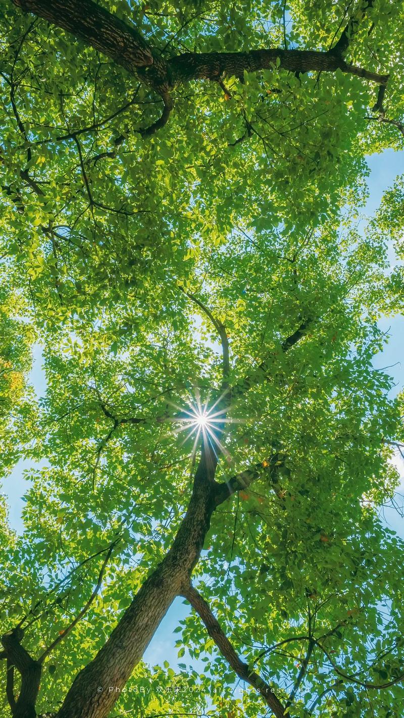 阳光下的真实版本大全：实用教程与操作指南