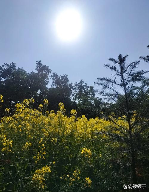 阳光下的真实版本大全：实用教程与操作指南