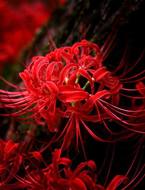 彼岸花版本大全:全面解析与深度评估