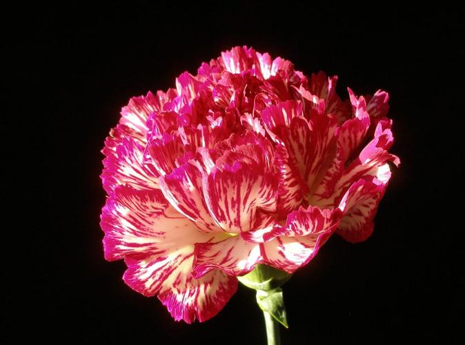 深度剖析康乃馨俱乐部官方网站：绅士游戏的全新视角